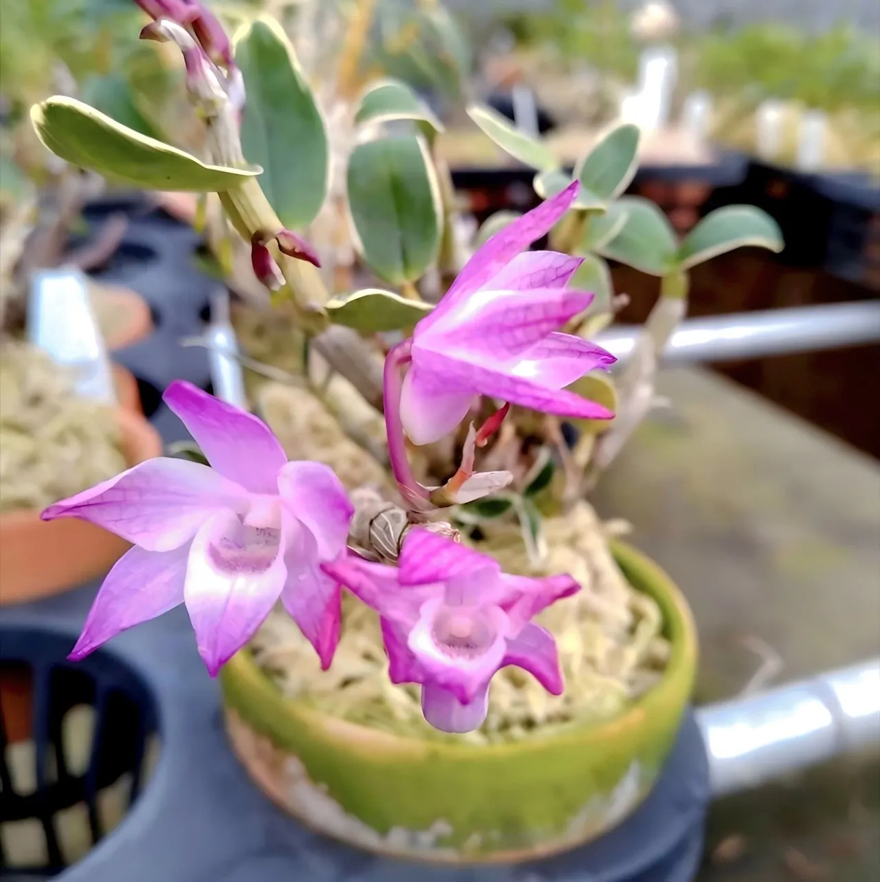 セッコク 赤花6鉢セット