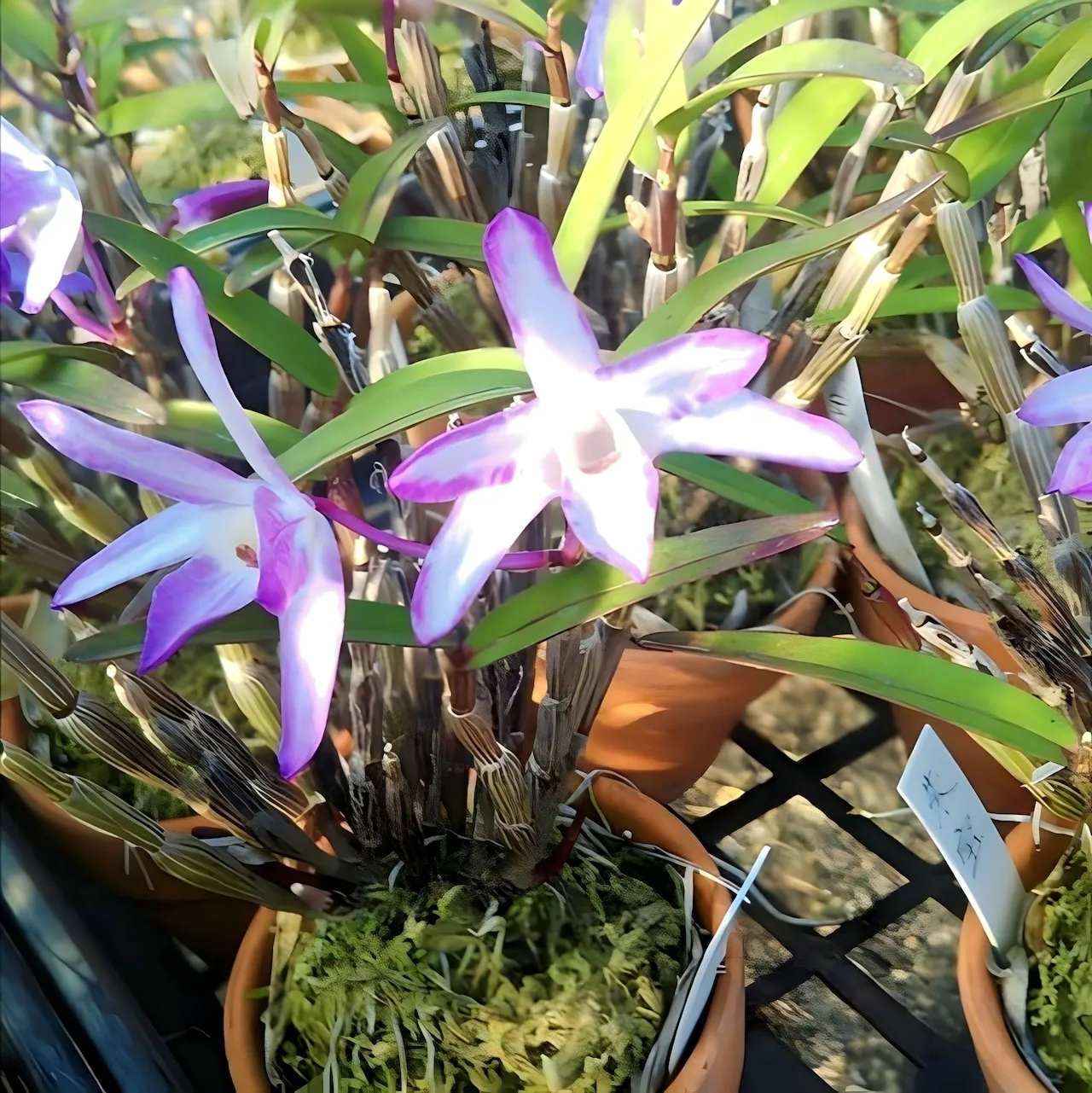 セッコク 赤花2鉢セット