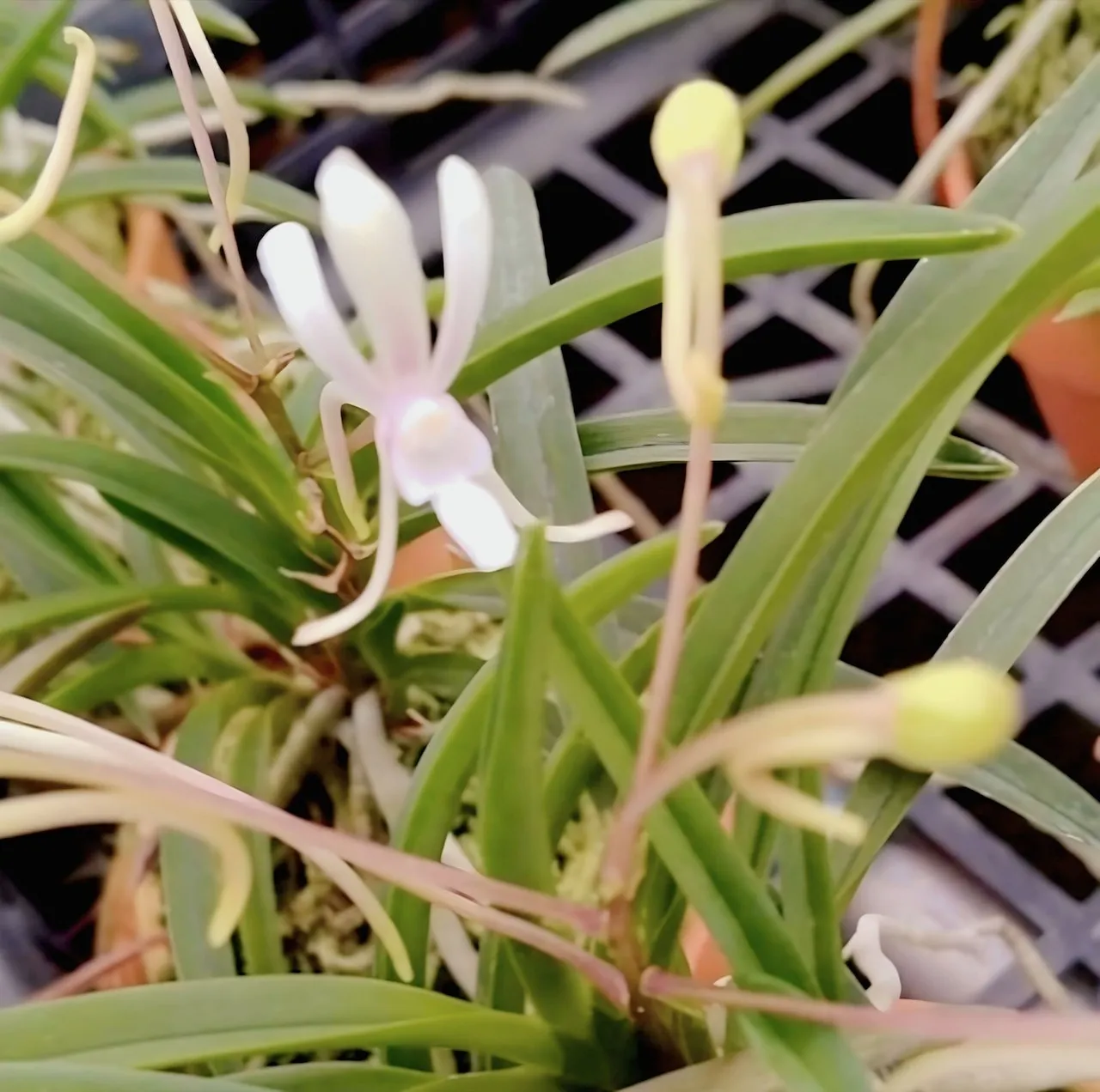 風蘭 交配選抜品種 明香