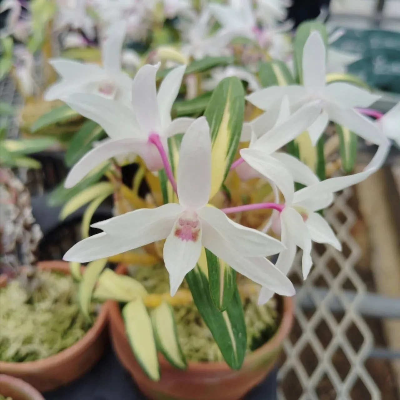 セッコク 長生蘭 富貴の光