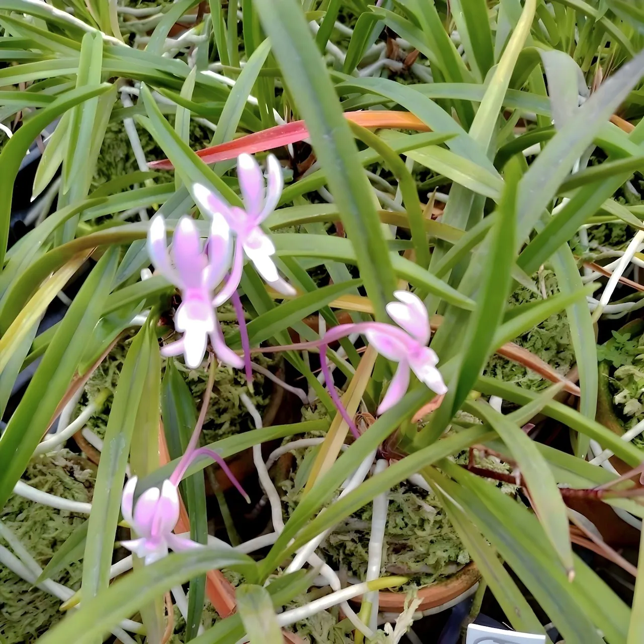 風蘭 交配選抜品種 煌花(きよか)