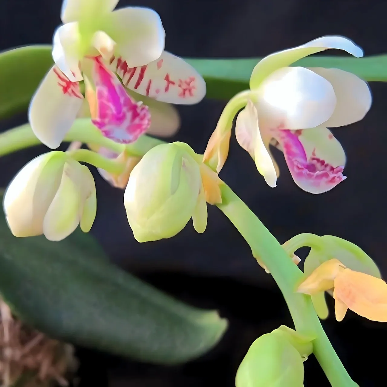 名護蘭 明丸(みんまる)