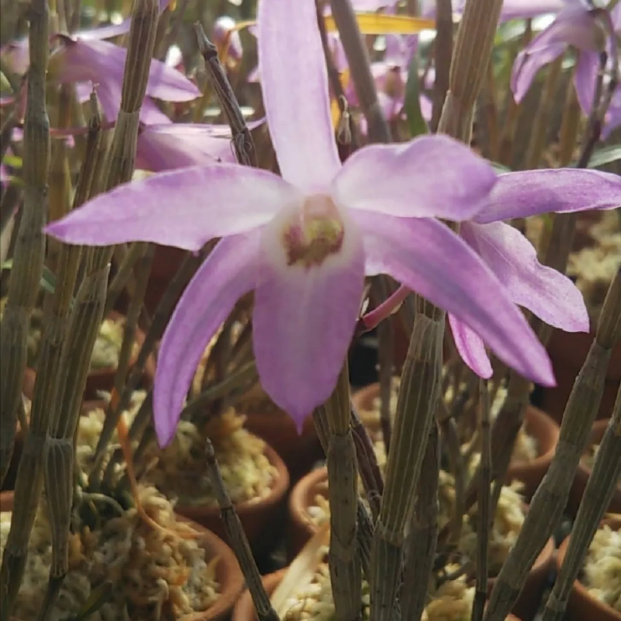 セッコク 交配選抜品種 和(なごみ)