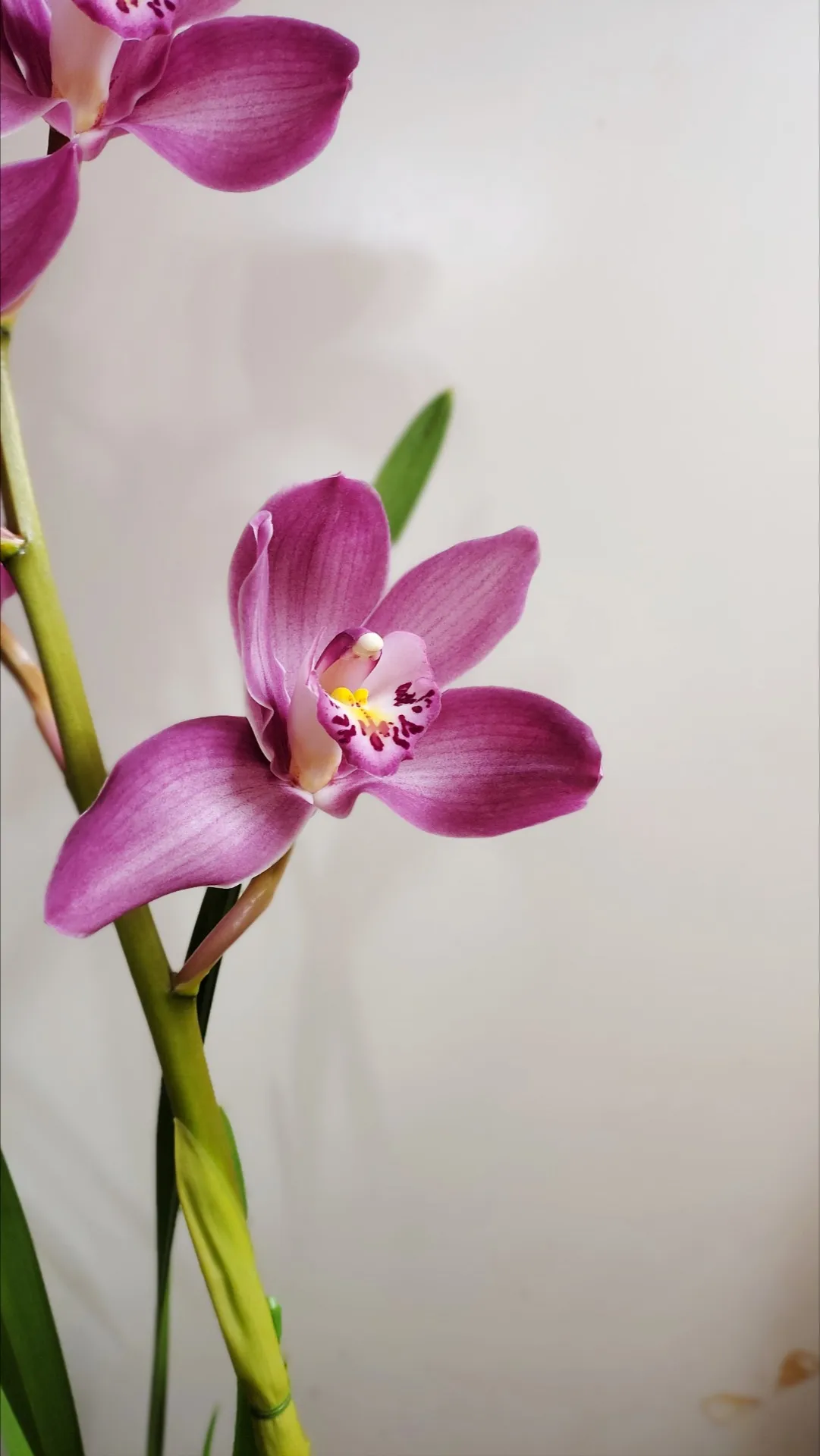 シンビジウムの花つきと健やかな生育を支える植え込み材の条件と配合比率