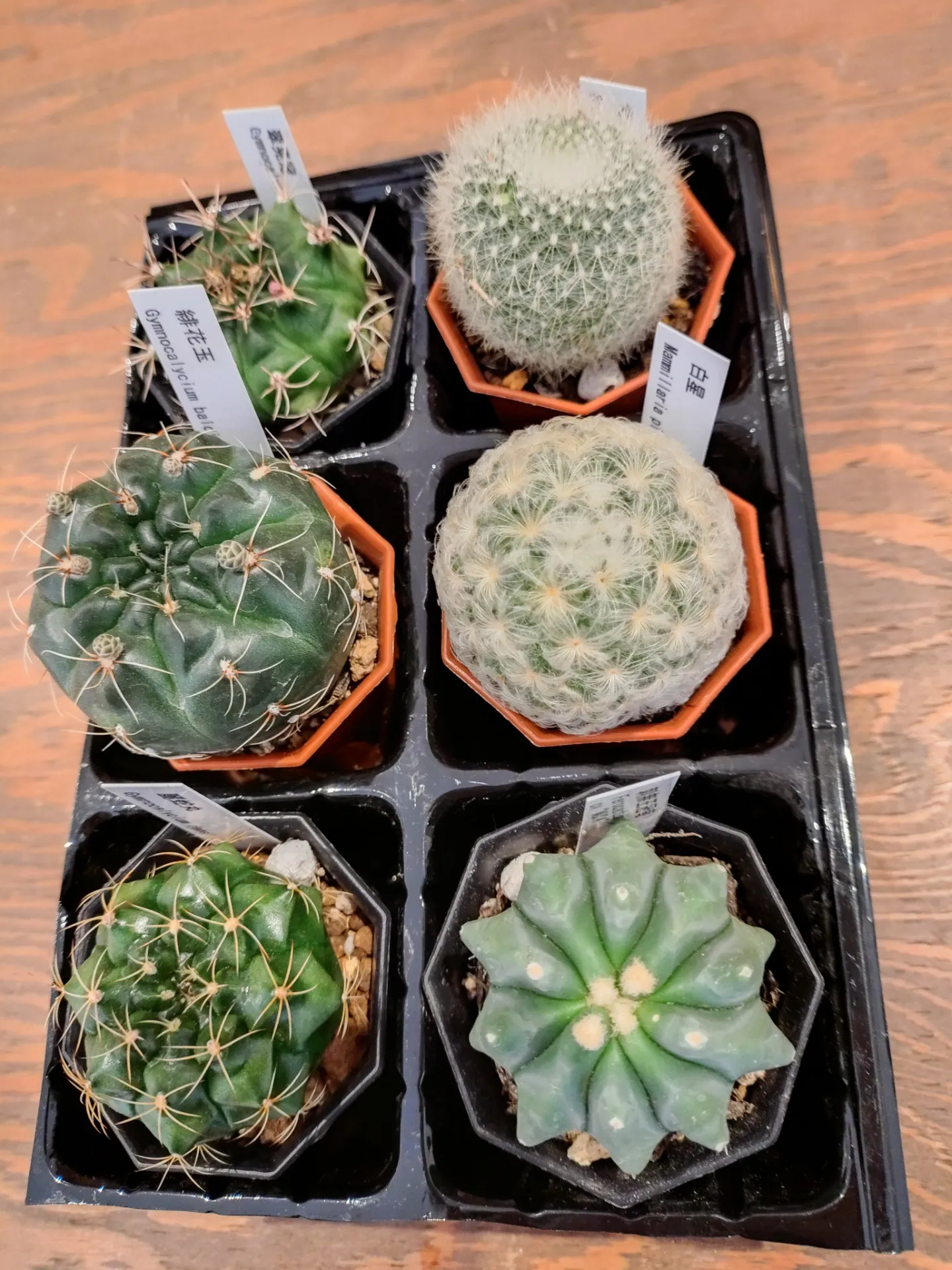サボテン6種 入荷しました。。