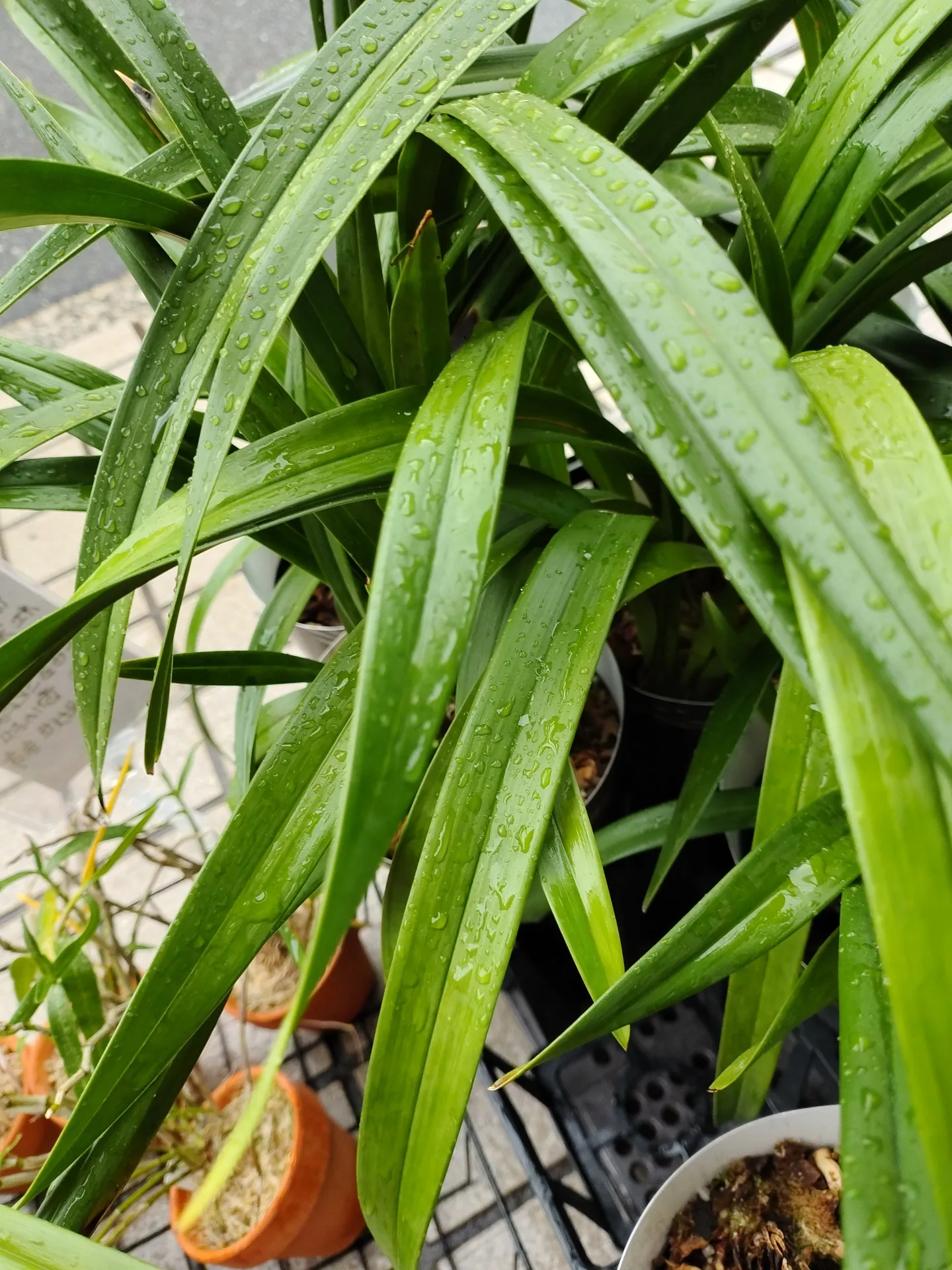 シンビジウム 梅雨時の管理ポイント
